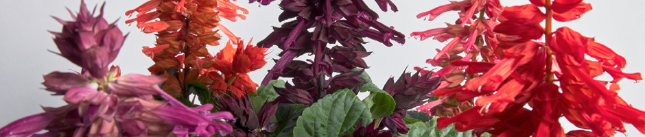 Salvia Splendens