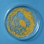 Cerny Seed