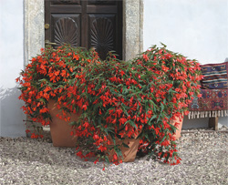 Begonia boliviensis