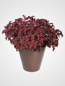 Coleus Blumei Colocha Red