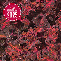 Coleus Blumei Colocha Mix