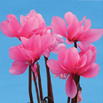 Cyclamen persicum polypetallum