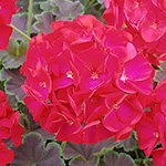 Pelargonium zonale