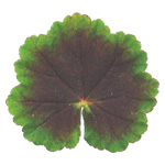 Pelargonium zonale