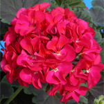 Pelargonium zonale