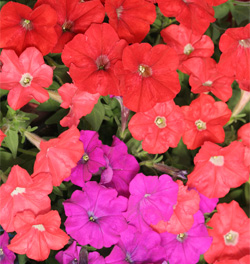 Petunia Hybrida Miniflora