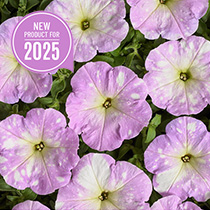 Petunia hybrida multiflora nana Dot Star