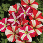 Petunia hybrida multiflora nana