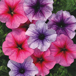 Petunia hybrida multiflora nana