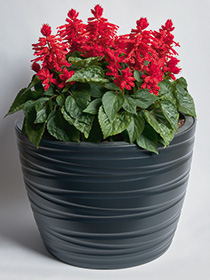 Salvia Splendens Hotbloom