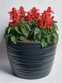 Salvia Splendens Hotbloom
