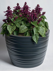 Salvia Splendens Hotbloom