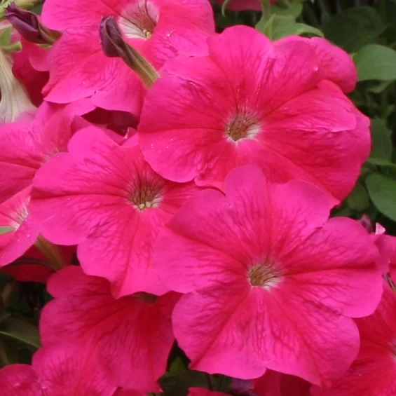 Avalanche F1 Rosa