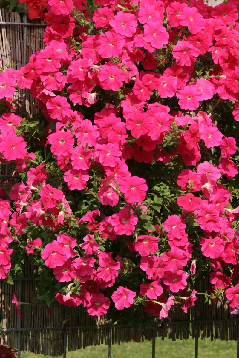 Avalanche F1 Rosa