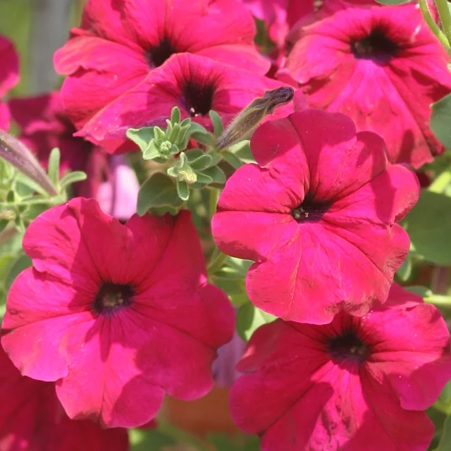 Avalanche F1 Purple Red