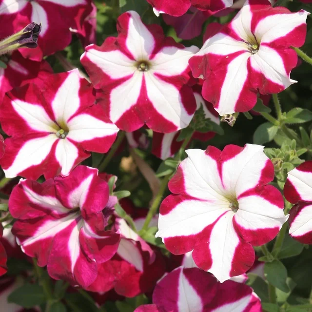 Avalanche F1 Purple Red Star