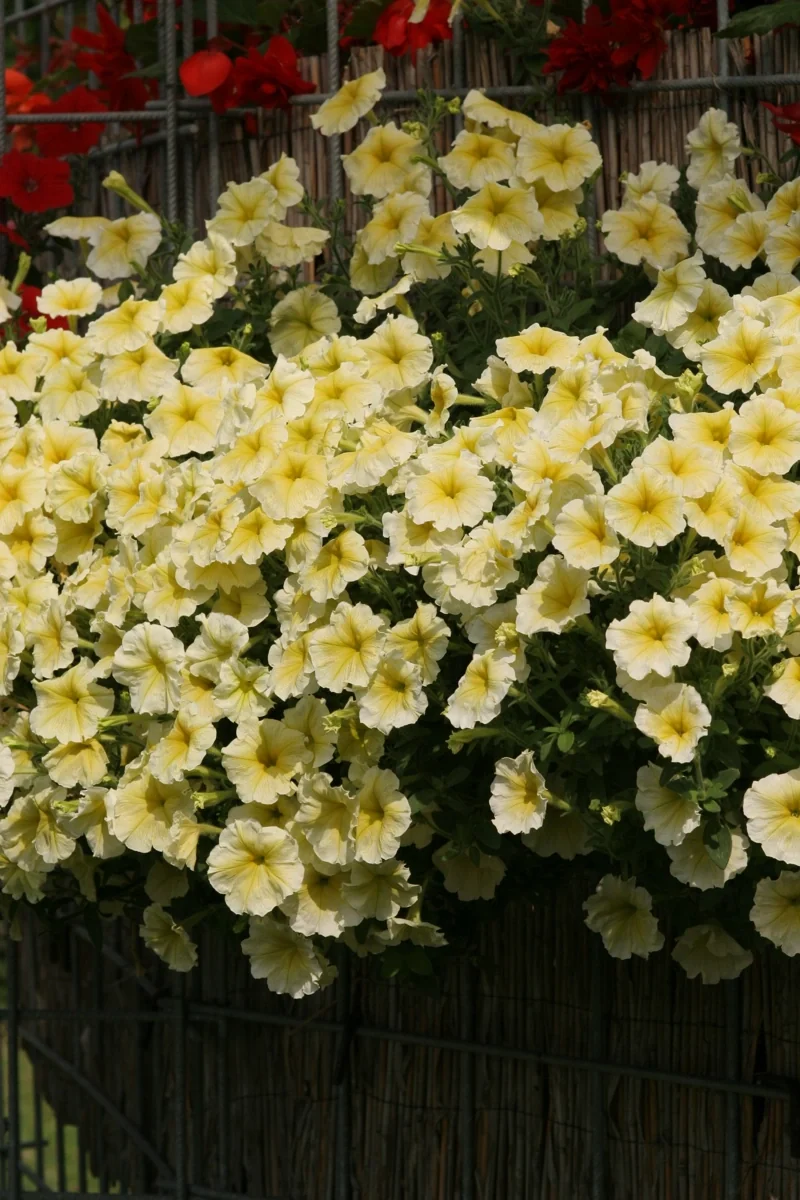 Avalanche F1 Yellow Star