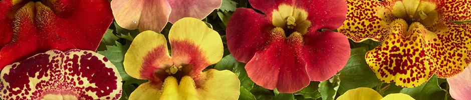 mimulus