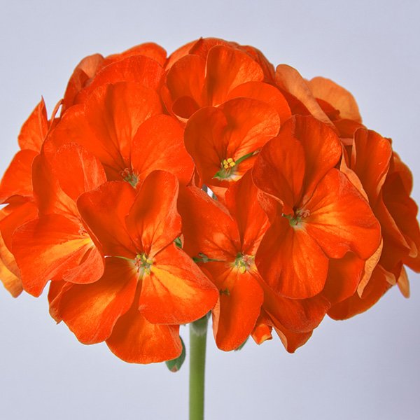 Day F1 Orange