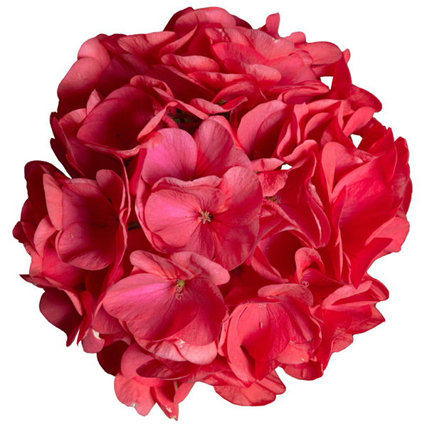 Falcon F1 Violet — vivid pink-violet flowers