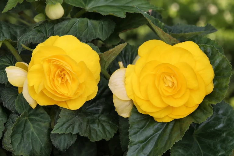 Yellow · E044