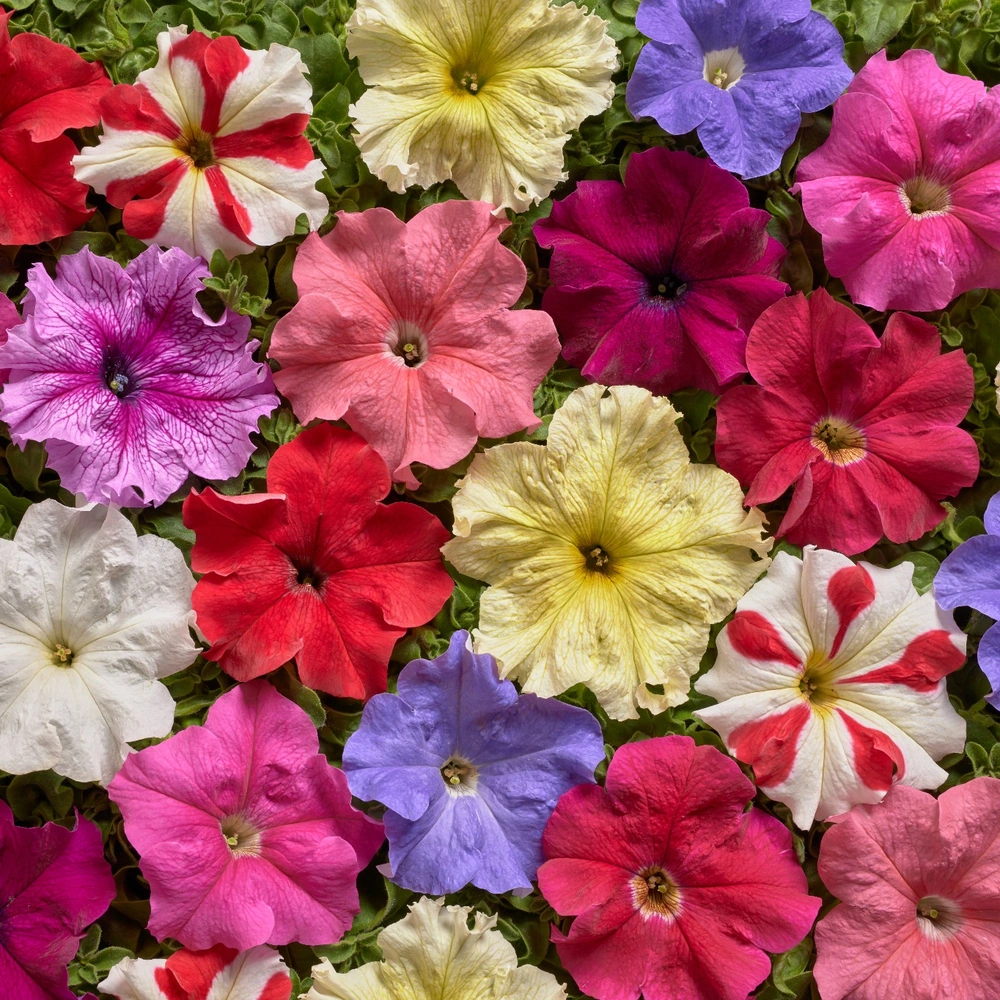 Grandiflora Nana — colour mix
