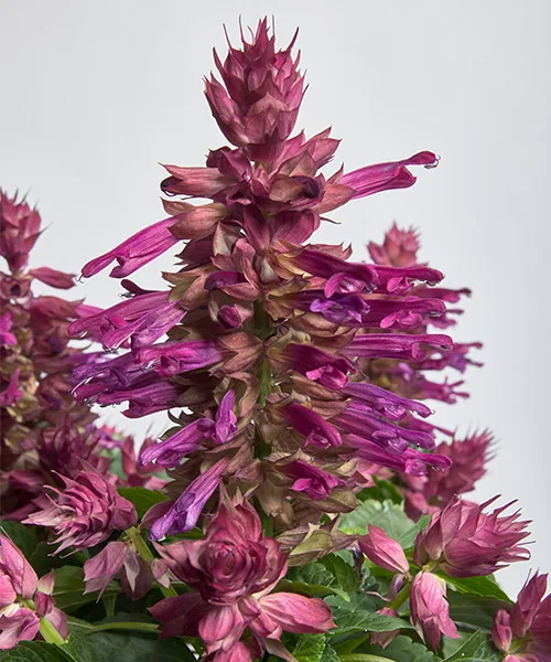 Hotbloom Lilac Halo