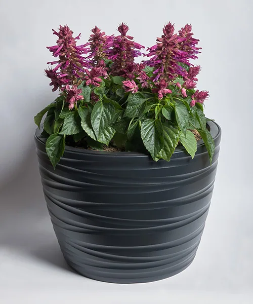 Hotbloom Lilac Halo