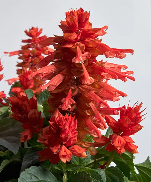 Hotbloom Orange