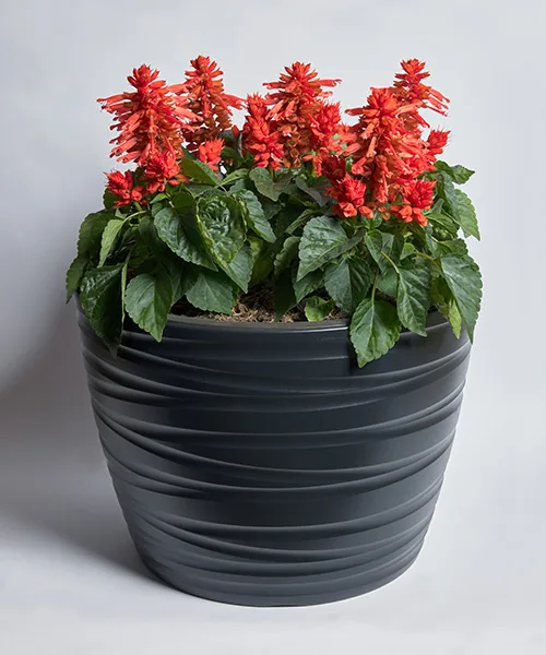Hotbloom Orange