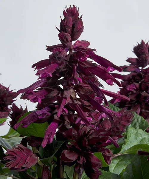 Hotbloom Purple