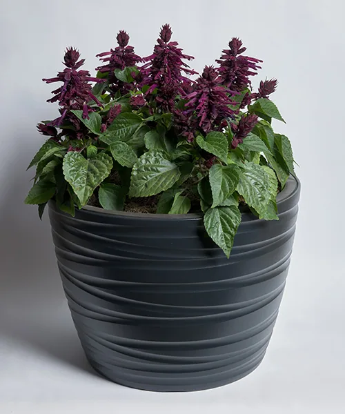 Hotbloom Purple