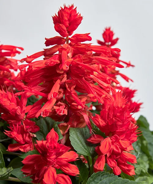 Hotbloom Red