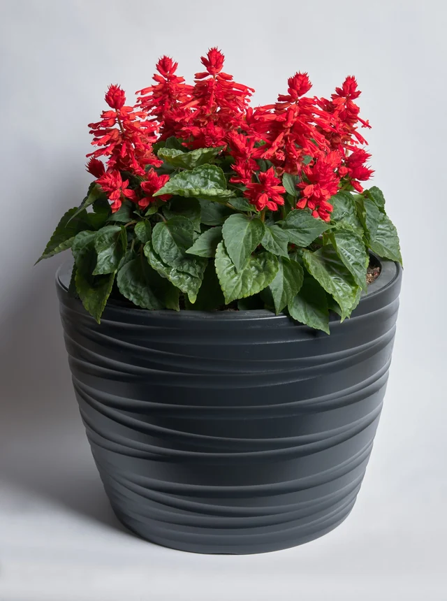 Hotbloom Red