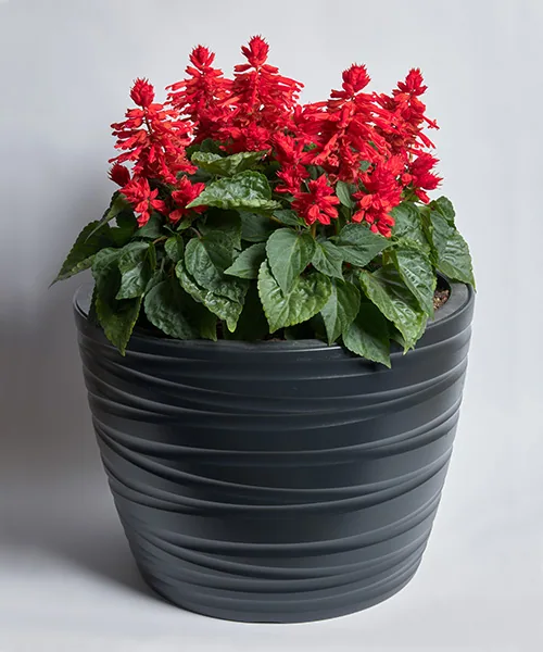 Hotbloom Red