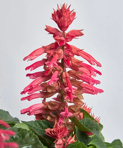 Hotbloom Rose