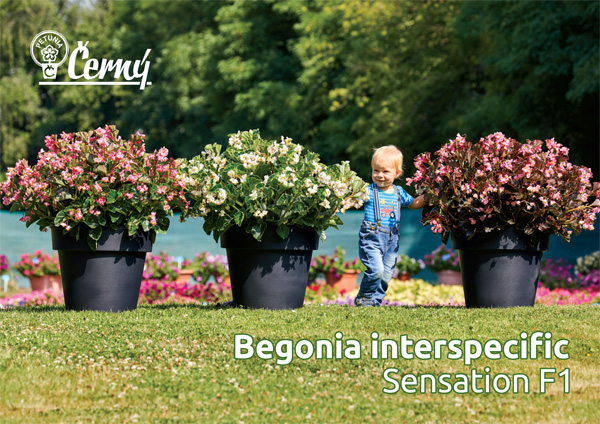 Begonia interspecific Sensation F1
