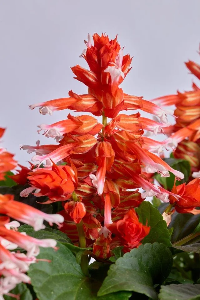 Hotbloom Red Stripe — flower detail