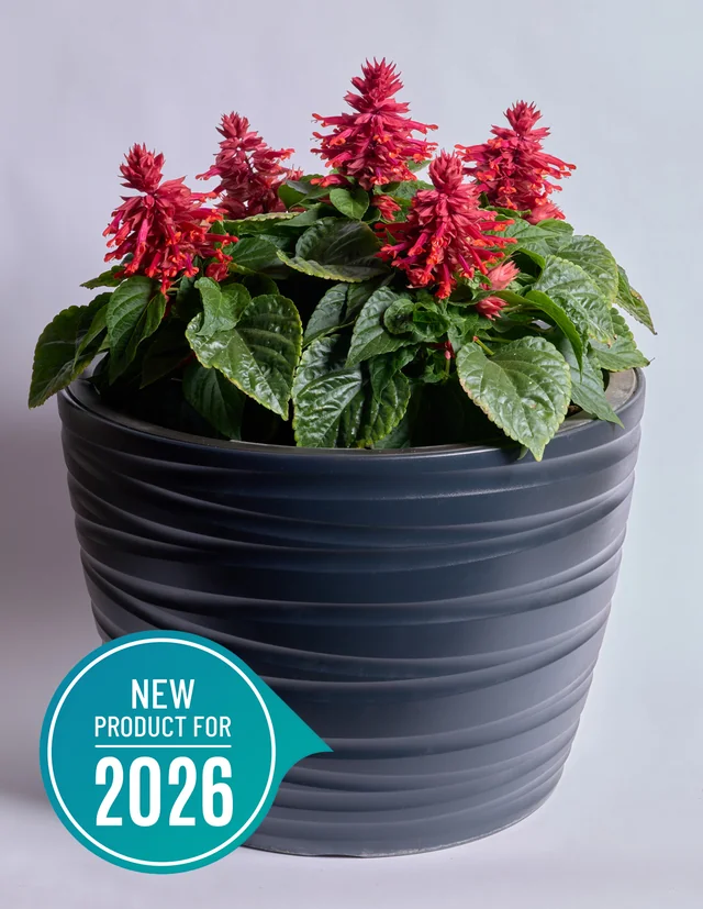 Hotbloom Burgundy