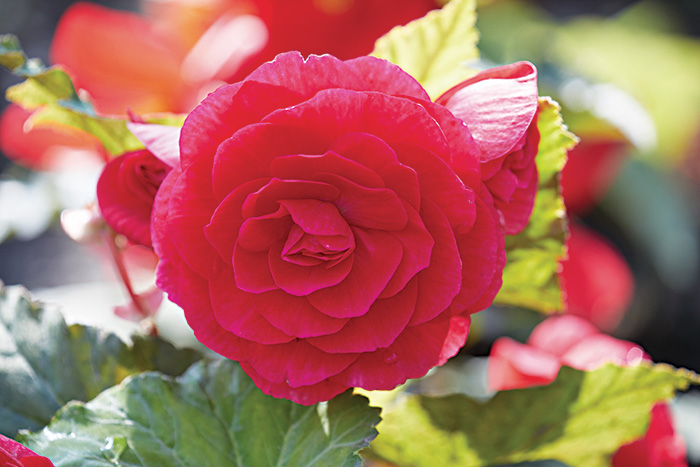 Deep Rose