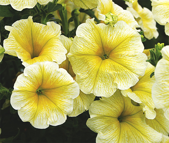 Avalanche F1 Yellow Star