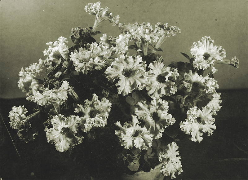 Petunia h. fimbriata Maminka