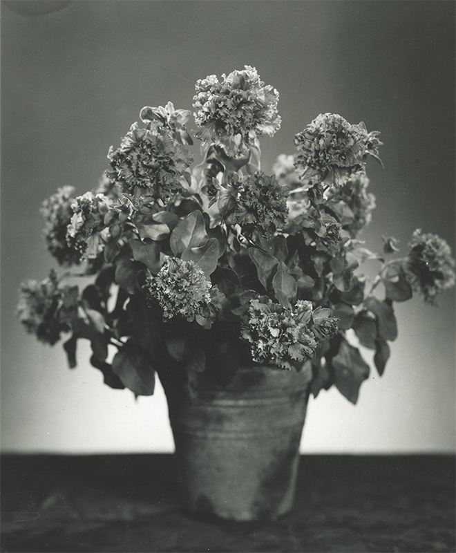 Petunia h. fimbriata Pozdrav z Jaroměře