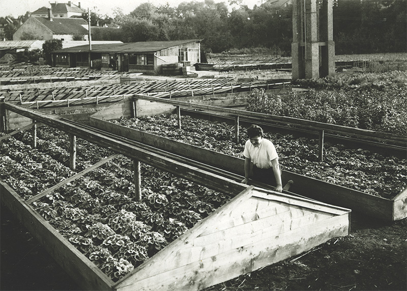 Jan Černý (1928–1980) u pařníků s bramboříky