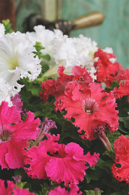 Petunia h. fimbriata Aphrodite F1