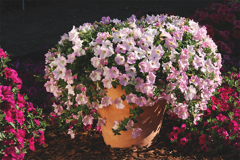 Petunia h. Diamond Pearly Shades F1