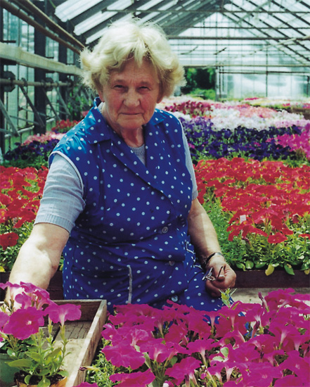 Alenka Černá (1928–2000) u výběrů petúnií pro výrobu semen