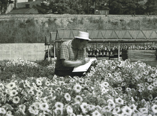 Jan Černý (1928–1980) hodnocení zkušebních hybridů, r. 1967