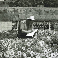 Ян Черны (1928–1980) оценка пробных гибридов, 1967&nbsp;г.
