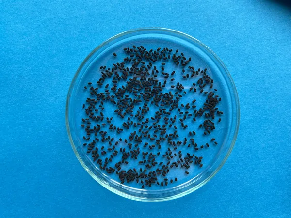 Raw Vinca seeds